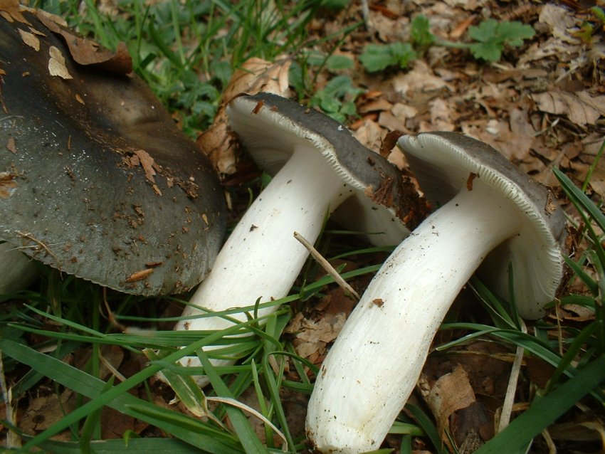 russula da determinare